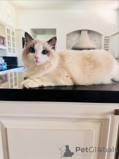 Photo №2 to announcement № 155568 for the sale of ragdoll - buy in Ireland private announcement