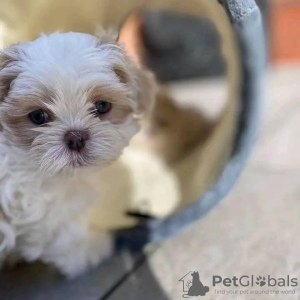 Photo №1. shih tzu - for sale in the city of Florence | 299$ | Announcement № 99692