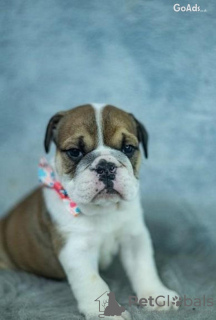 Photo №1. english bulldog - for sale in the city of Rome | 370$ | Announcement № 110891