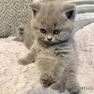 Photo №2 to announcement № 167249 for the sale of british shorthair - buy in Germany private announcement