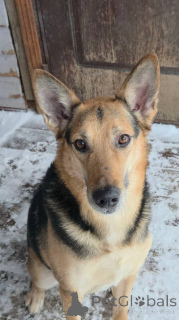 Photo №1. non-pedigree dogs - for sale in the city of Khimki | Is free | Announcement № 165143