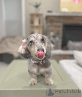 Photo №3. Beautiful Silver Dapple Dachshund Puppy Sweet Little Companion. United States