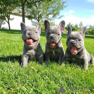 Photo №1. french bulldog - for sale in the city of Berlin | negotiated | Announcement № 68897