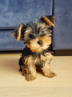 Photo №4. I will sell yorkshire terrier in the city of Minsk. private announcement - price - 200$