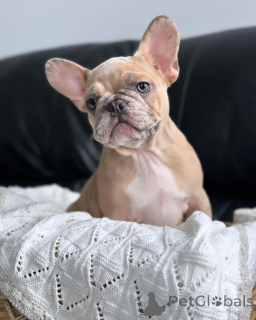 Photo №2 to announcement № 150647 for the sale of french bulldog - buy in Germany from the shelter, breeder