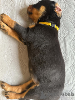 Photo №3. Kauniita ja leikkisiä rottweilerin pentuja, rekisteröity Kansasiin. Finland