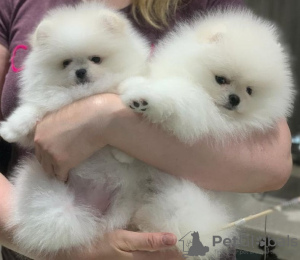 Photo №4. I will sell pomeranian in the city of Вайсенкирхен-ин-дер-Вахау. private announcement - price - 380$