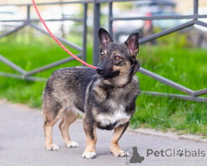 Photo №3. Very small dog, 7 kg. Russian Federation