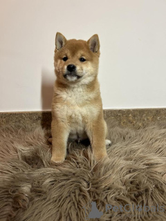 Photo №3. Shiba Inu puppies. Serbia