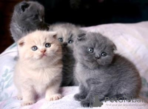 Photo №1. scottish fold - for sale in the city of Brussels | 211$ | Announcement № 105493