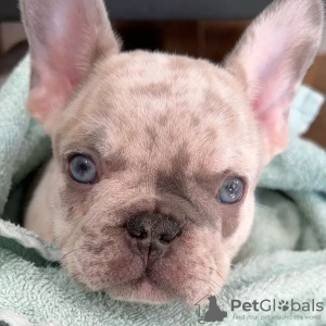 Photo №1. french bulldog - for sale in the city of Warsaw | 370$ | Announcement № 78223