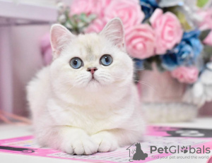 Photo №4. I will sell british shorthair in the city of Dnipro. from nursery, breeder - price - 800$