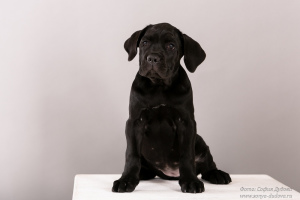 Photo №1. cane corso - for sale in the city of St. Petersburg | negotiated | Announcement № 6065