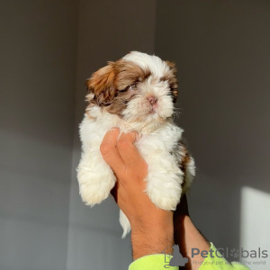 Photo №2 to announcement № 124286 for the sale of shih tzu - buy in United States breeder