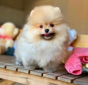 Photo №1. pomeranian - for sale in the city of Novosibirsk | negotiated | Announcement № 2403