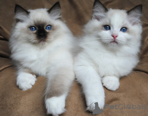 Photo №2 to announcement № 50381 for the sale of ragdoll - buy in Australia private announcement