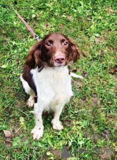Photo №3. Henry the spaniel phenotype is looking for a home.. Russian Federation