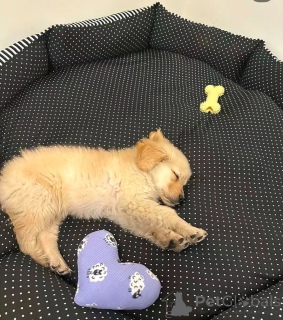 Photo №3. GOLDEN RETRIEVER. United States