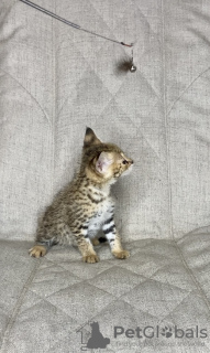 Photo №2 to announcement № 26099 for the sale of savannah cat - buy in Russian Federation from nursery