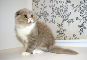 Photo №2 to announcement № 3124 for the sale of highland fold, scottish fold - buy in Russian Federation from nursery, breeder