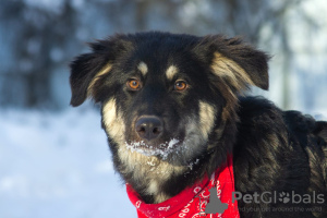 Photo №1. non-pedigree dogs - for sale in the city of Москва | Is free | Announcement № 32251