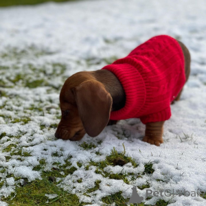 Photo №4. I will sell dachshund in the city of Kamensk-Shakhtinsky. from nursery, breeder - price - 877$