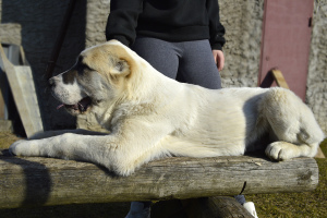Additional photos: Sale of puppies of the Central Asian Shepherd Dog (Alabai).