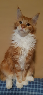 Photo №4. I will sell maine coon in the city of Yekaterinburg. from nursery - price - 246$