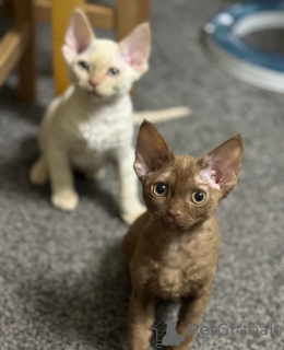 Photo №1. devon rex - for sale in the city of Contern | 329$ | Announcement № 151482