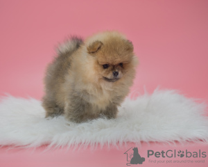 Photo №1. non-pedigree dogs - for sale in the city of Paris | 845$ | Announcement № 78172