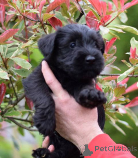 Photo №4. I will sell standard schnauzer in the city of Kruševac.  - price - negotiated