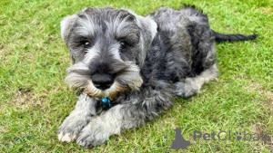 Photo №3. High Quality Giant Schnauzer Puppies For Sale. Italy