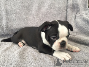 Photo №3. Adorable Boston Terrier Puppies for free adoption. Germany