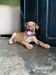 Photo №1. boerboel - for sale in the city of Jork | 423$ | Announcement № 99322