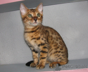 Photo №1. bengal cat - for sale in the city of Kobrin | 1000$ | Announcement № 12808