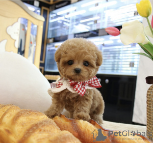 Photo №1. poodle (dwarf) - for sale in the city of Los Angeles | 6000$ | Announcement № 29682