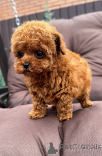 Photo №1. poodle (toy) - for sale in the city of Texas City | 700$ | Announcement № 146028