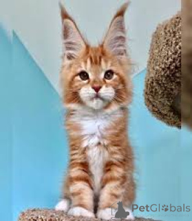Photo №2 to announcement № 173284 for the sale of maine coon - buy in Poland private announcement, breeder