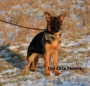 Photo №1. german shepherd - for sale in the city of Kharkov | 1061$ | Announcement № 80656