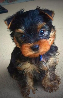 Photo №2 to announcement № 87462 for the sale of yorkshire terrier - buy in United States breeder