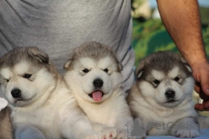 Photo №4. I will sell alaskan malamute in the city of Kharkov. private announcement, from nursery, breeder - price - 1000$