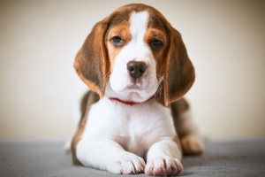 Photo №1. beagle - for sale in the city of Minsk | 500$ | Announcement № 1763