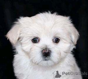 Photo №1. maltese dog - for sale in the city of Berlin | 471$ | Announcement № 138872