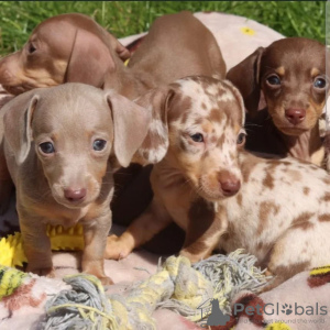 Photo №1. dachshund - for sale in the city of Paris | negotiated | Announcement № 120025