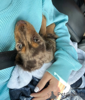Photo №1. dachshund - for sale in the city of Helsinki | 516$ | Announcement № 164021