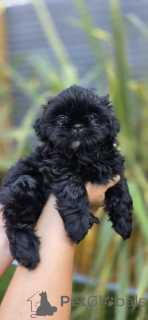 Photo №3. shih tzu puppies for sale. Germany