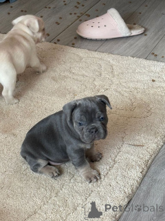 Photo №1. french bulldog - for sale in the city of Beringen | Is free | Announcement № 165679