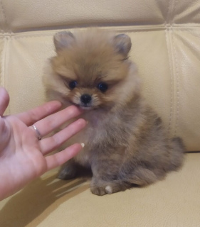 Photo №4. I will sell pomeranian in the city of Minsk. private announcement, breeder - price - 302$