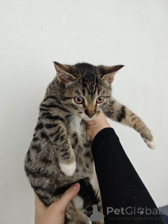 Photo №3. Teenage kitten Klepa is looking for a home.. Russian Federation