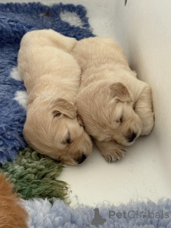 Photo №2 to announcement № 153887 for the sale of golden retriever - buy in Belgium private announcement
